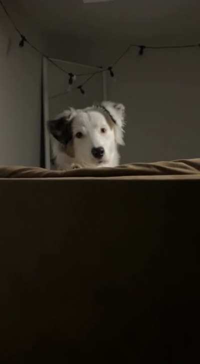 Argument I had with my puppy the other night when she decided to jump over the couch