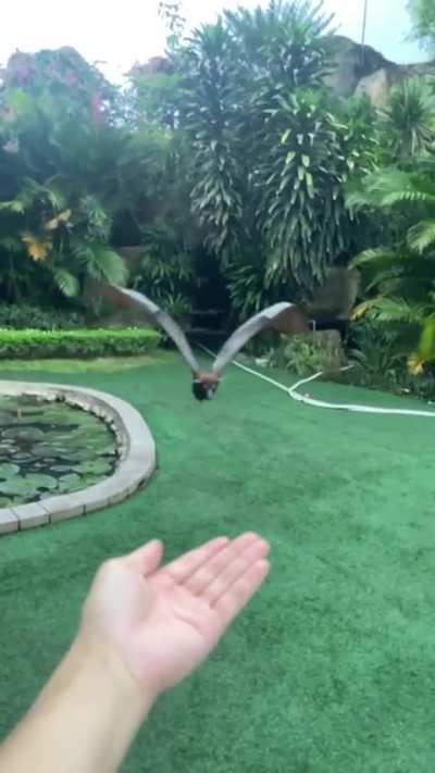 Let's fly