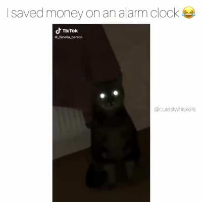 This is Milo, He his is the Alarm clock of the house at 3am! For no reason!