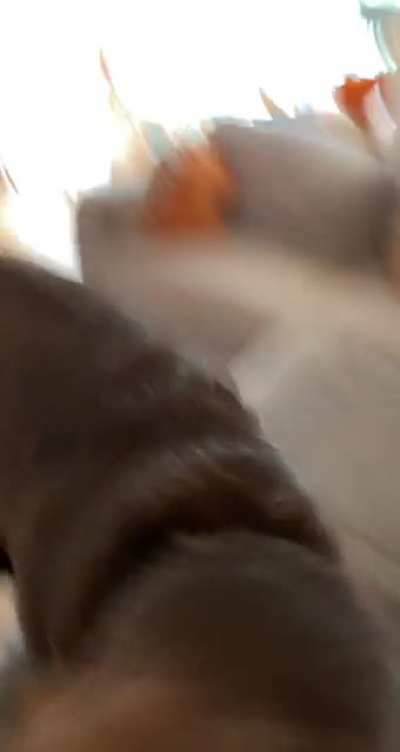Dog attacks woman