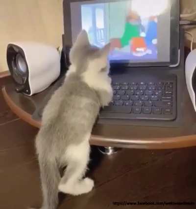 Smol kitty has good taste in cartoons but poor table manners