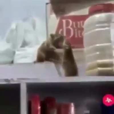 Rinha de rato