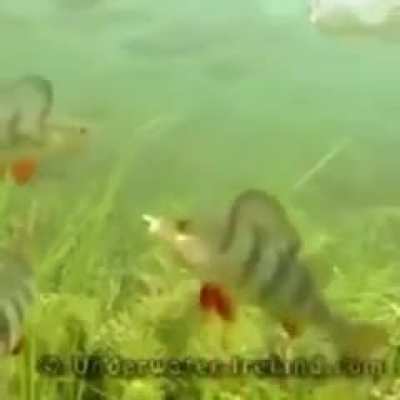 hehe fish go yeet