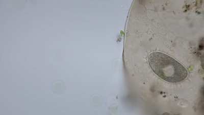 Gastrotrich lays egg almost as big as its entire body
