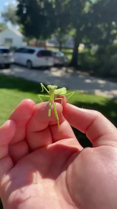 insects are beautiful creatures