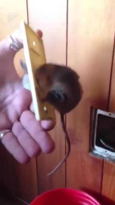 Poor lil guy