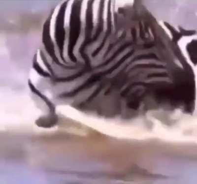 Zebra be like: Bitch I bite too
