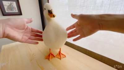 Puddingbirb