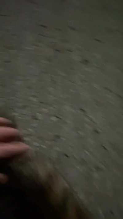 Не ты выбираешь кота, кот выбирает тебя &copy;