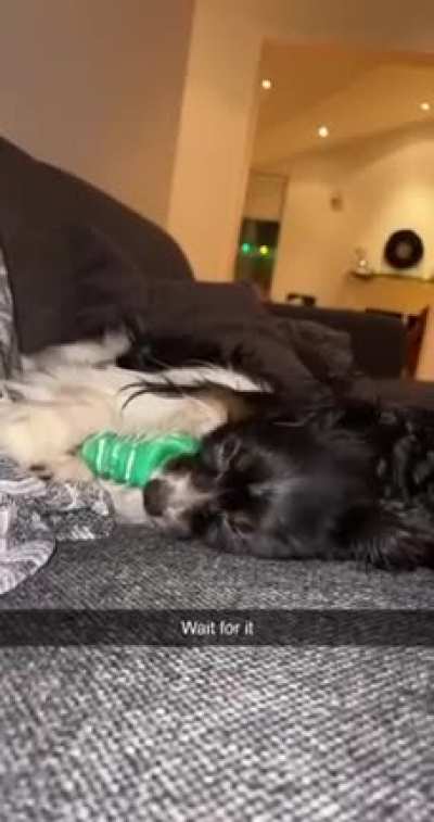 papillon phalene puppy playing