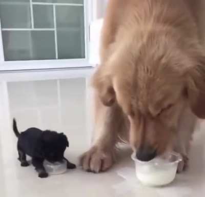 Unmistakable Bond