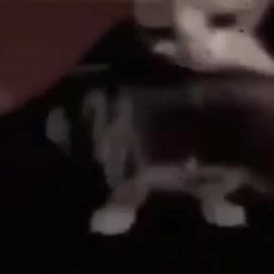 Cat WOLFENSTEIN