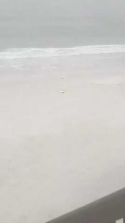 A blasphemous pelican