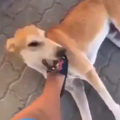 &Eacute; s&oacute; um dog caramelo