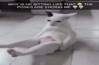 swag cat 11