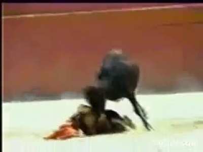 Midget vs bull