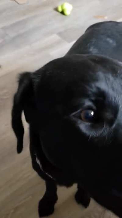 Charlotte, 8 months, has just started learning some of the tasks she will perform as a service dog. Here is the start to "get help" and a med/water retrieve!