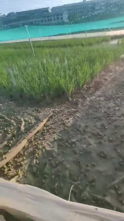 Frogs