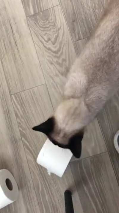 Why does my cat take toilet paper from the bathroom and drop it at my feet? I try to roll it and play with her, but she isn&rsquo;t interested.
