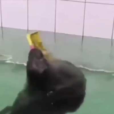 distinguished seal puts on an incredible performance