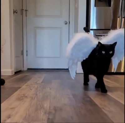 Ваше котейшество
