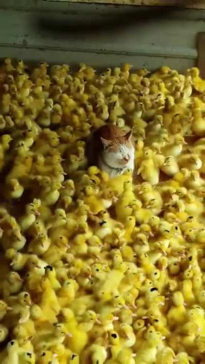 Chicken meowt
