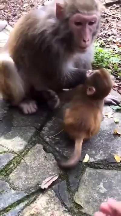 "Mother monkey won't let me play with her baby"