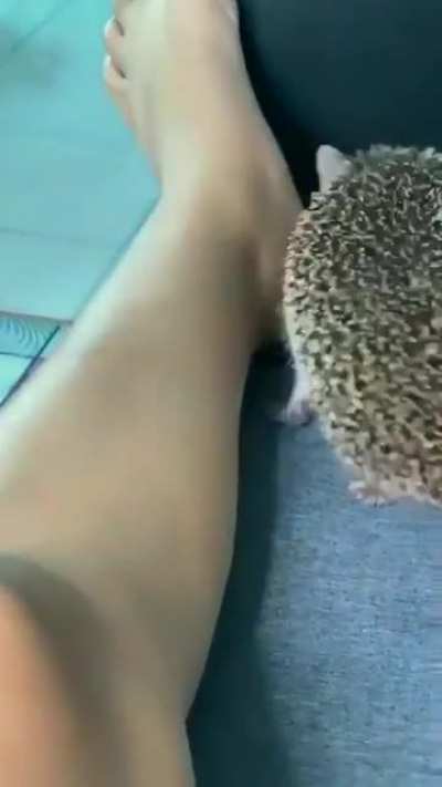 Spikey boi