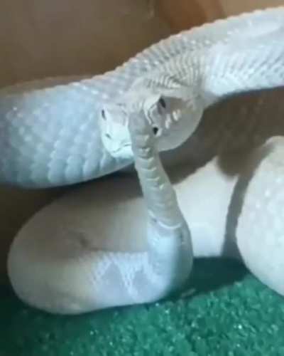 vsfd a cobra ainda passa na bochecha a fdp t&aacute; realmente fazendo mewing 