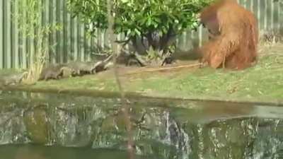 Orangutan taking care of a "water rat" plague 😂