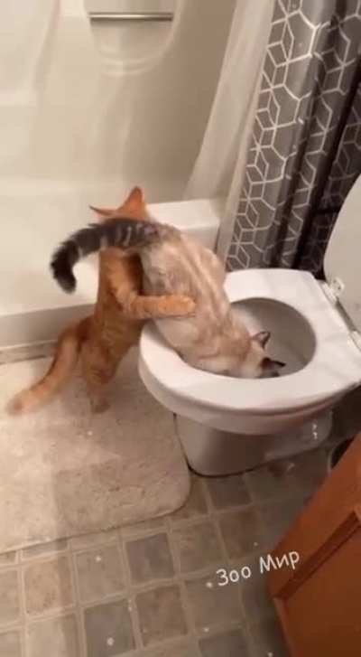 Enjoying the taste of fish 