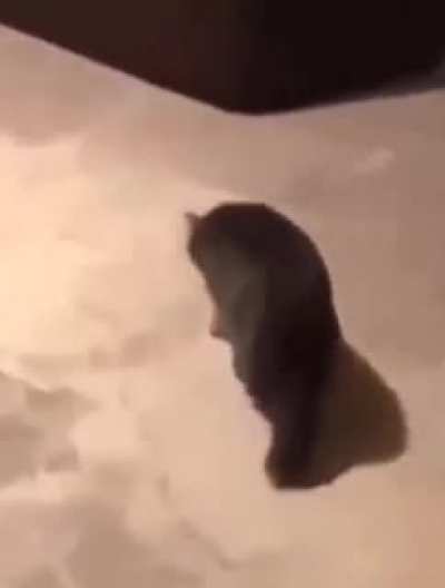 Gatolinha