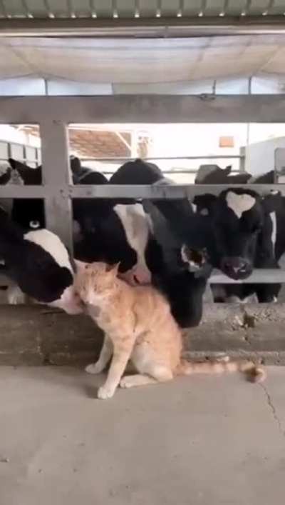 N&atilde;o sei dizer se as vacas t&atilde;o fazendo carinho ou tentando comer o gato