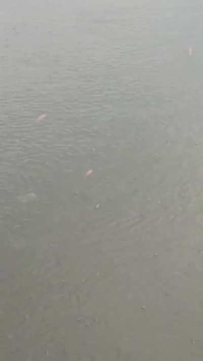 This trash-filled canal in my city is suddenly packed with so so many fish. There must be millions of them, I think. (HCMC, Vietnam)
