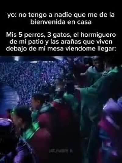 Tengo una ara&ntilde;a saltarin que siempre me saluda.