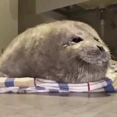 This incredibly fluffy baby seal