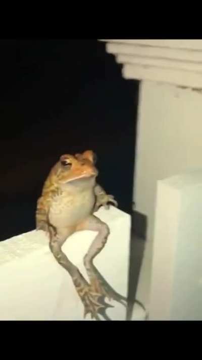 Frog sitting upright