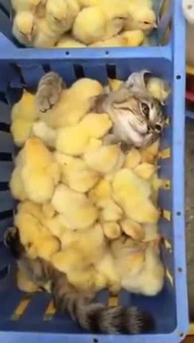 A cat having a bath