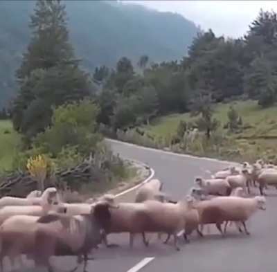 A shepherd tends to his flock.