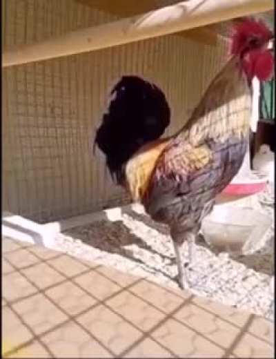 When the rooster tried to mimic the siren, this is what happened !!!