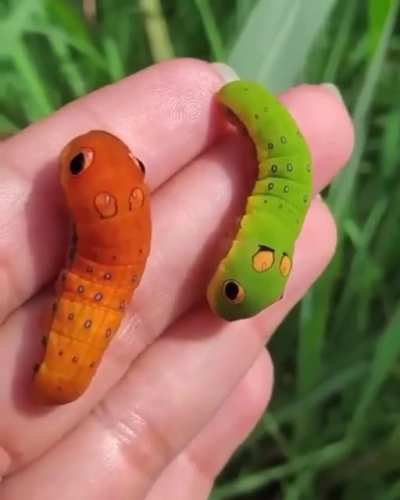 These swallowtail caterpillars look like real-life Pokemon