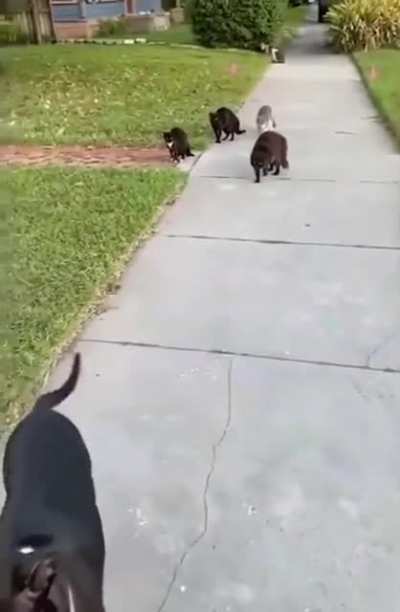Block Party
