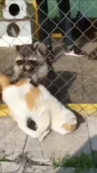 Touch tha Kitty