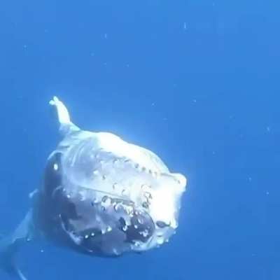 Whales are fast??