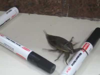 Large Insect