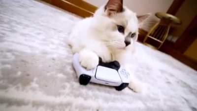 So well done! Playstation, For the Cats.