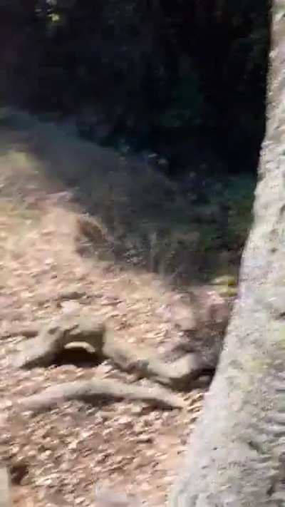 Trying to rope swing over a ravine