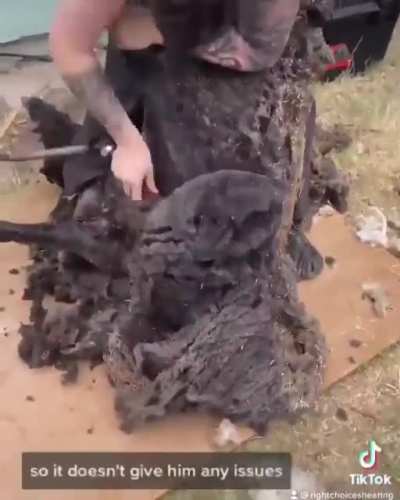 Chunky Sheep getting shaved&hellip;