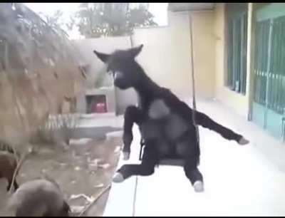 Goat swing
