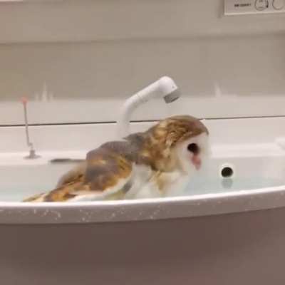 Owl derp